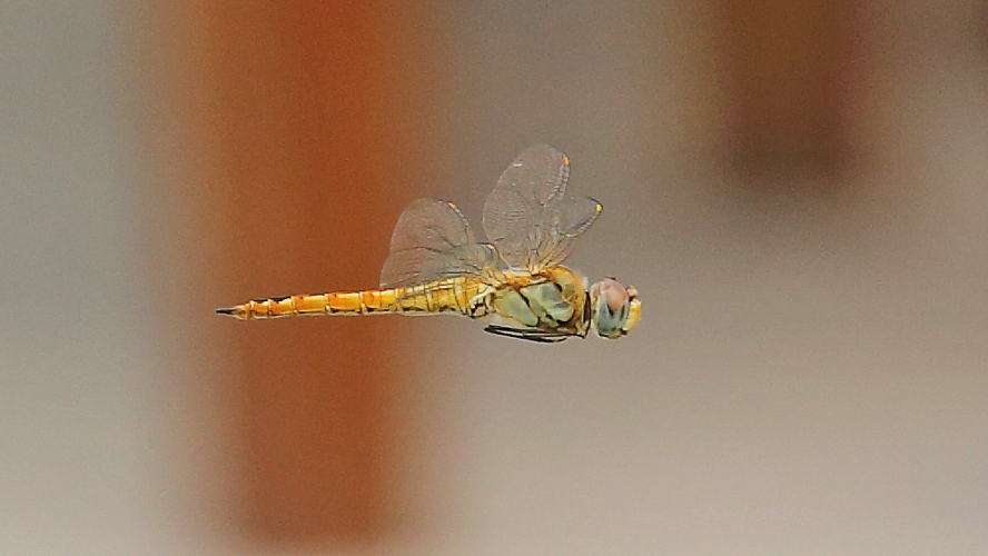 Pantala flavescens (Wandering Glider) female.JPG